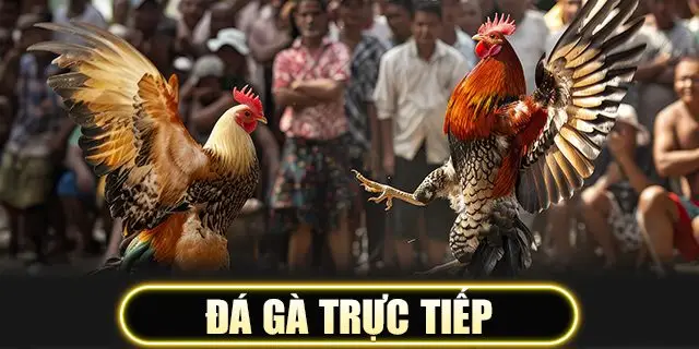 Đá gà trực tiếp