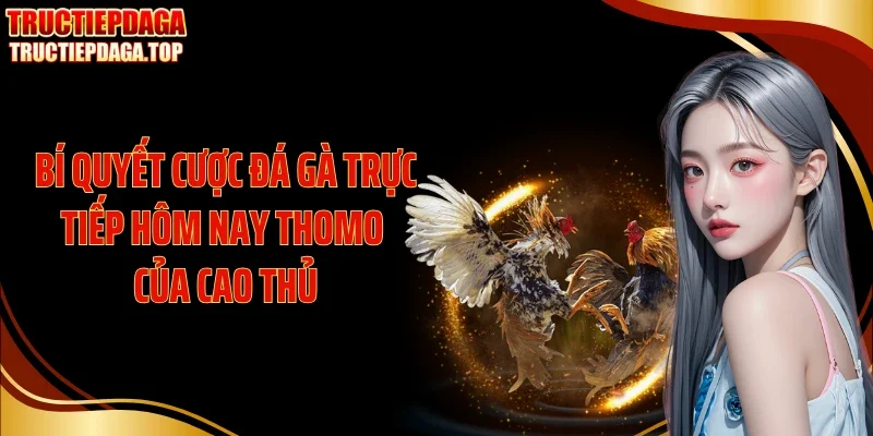 bi quyet cuoc da ga truc tiep hom nay thomo cua cao thu Bí quyết cược đá gà trực tiếp hôm nay Thomo của cao thủ