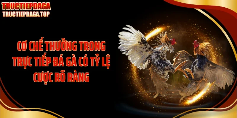 co che thuong trong truc tiep da ga co ty le cuoc ro rang Cơ chế thưởng trong trực tiếp đá gà có tỷ lệ cược rõ ràng