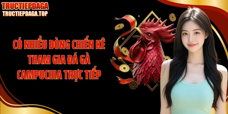 Có nhiều dòng chiến kê tham gia đá gà Campuchia trực tiếp