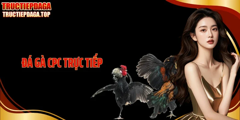 Đá Gà CPC Trực Tiếp - Kết Nối Đấu Trường Thomo Mỗi Ngày