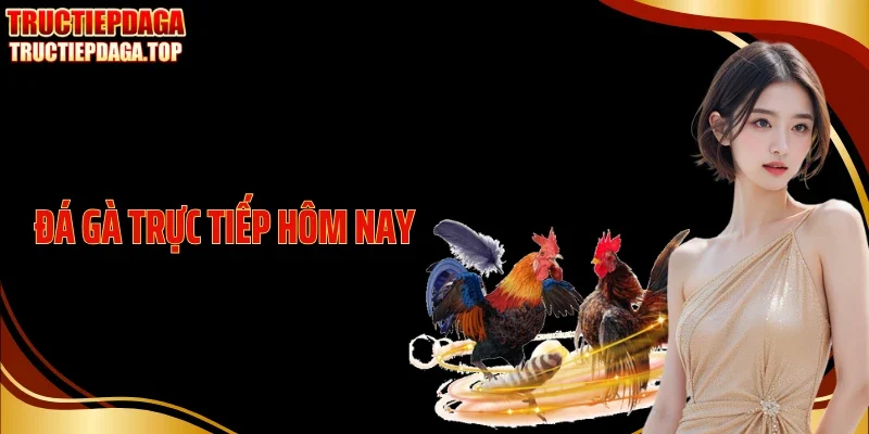 Cập Nhật Diễn Biến Đá Gà Trực Tiếp Hôm Nay Cực Nóng