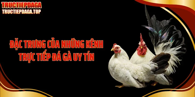 dac trung cua nhung kenh truc tiep da ga uy tin Đặc trưng của những kênh trực tiếp đá gà uy tín