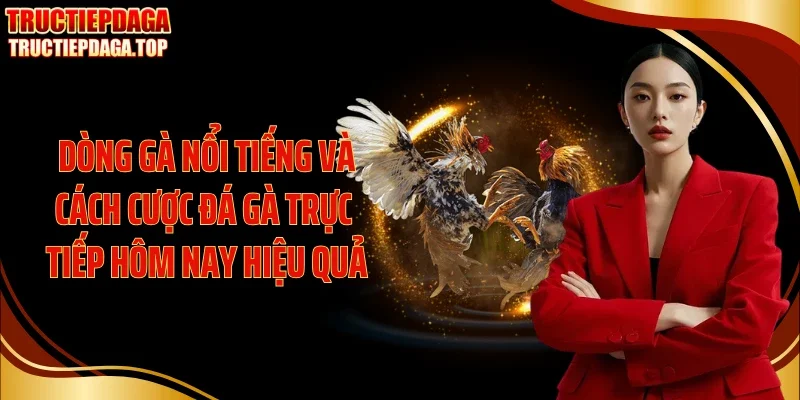 dong ga noi tieng va cach cuoc da ga truc tiep hom nay hieu qua Dòng gà nổi tiếng và cách cược đá gà trực tiếp hôm nay hiệu quả