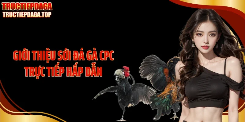 gioi thieu soi da ga cpc truc tiep hap dan Giới thiệu sới đá gà CPC trực tiếp hấp dẫn