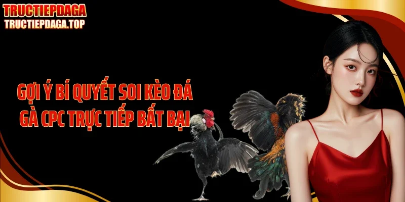goi y bi quyet soi keo da ga cpc truc tiep bat bai Gợi ý bí quyết soi kèo đá gà CPC trực tiếp bất bại