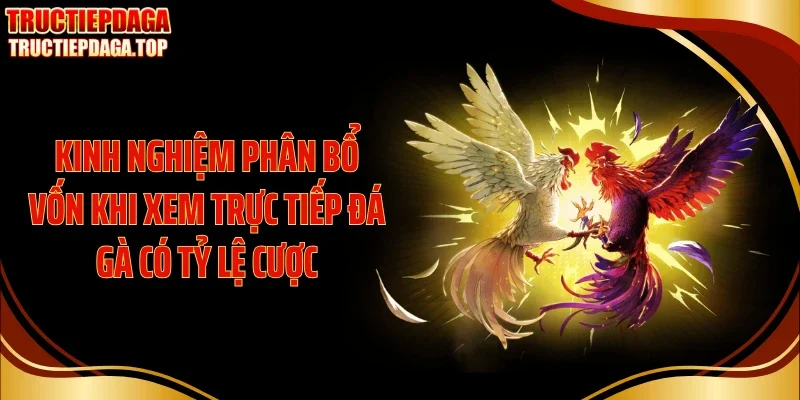 kinh nghiem phan bo von khi xem truc tiep da ga co ty le cuoc Kinh nghiệm phân bổ vốn khi xem trực tiếp đá gà có tỷ lệ cược