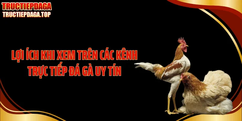 loi ich khi xem tren cac kenh truc tiep da ga uy tin Lợi ích khi xem trên các kênh trực tiếp đá gà uy tín