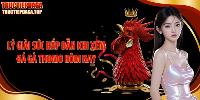 Lý giải sức hấp dẫn khi xem đá gà Thomo hôm nay