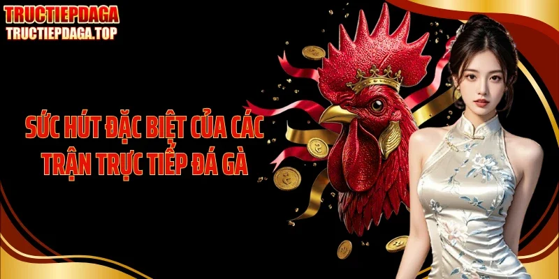 Sức hút đặc biệt của các trận trực tiếp đá gà