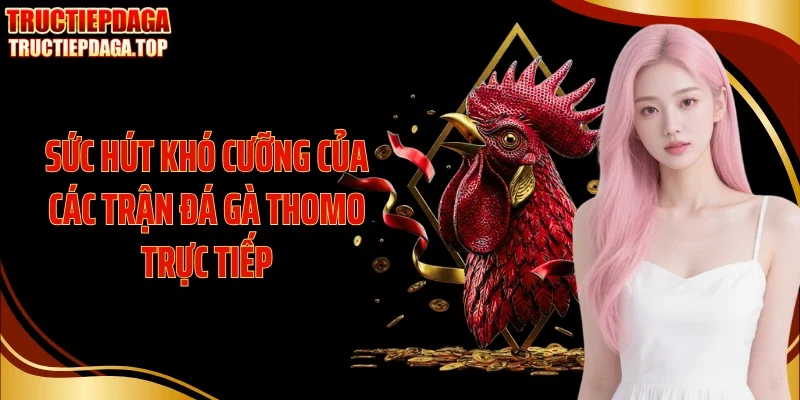 suc hut kho cuong cua cac tran da ga thomo truc tiep Sức hút khó cưỡng của các trận đá gà Thomo trực tiếp