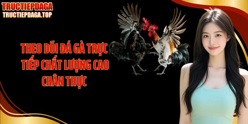 Theo dõi đá gà trực tiếp chất lượng cao chân thực