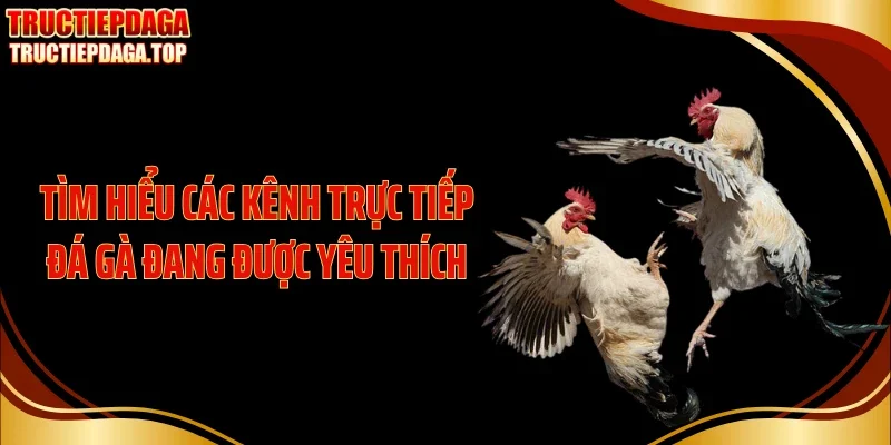 tim hieu cac kenh truc tiep da ga dang duoc yeu thich Tìm hiểu các kênh trực tiếp đá gà đang được yêu thích