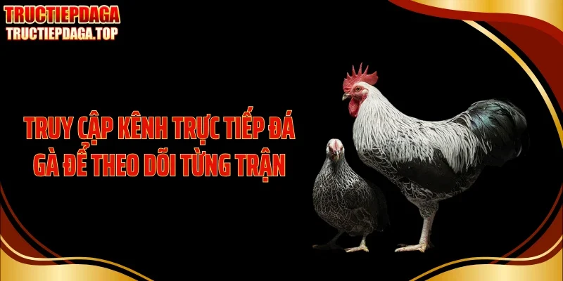 truy cap kenh truc tiep da ga de theo doi tung tran Truy cập kênh trực tiếp đá gà để theo dõi từng trận
