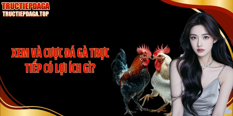 Xem và cược đá gà trực tiếp có lợi ích gì?