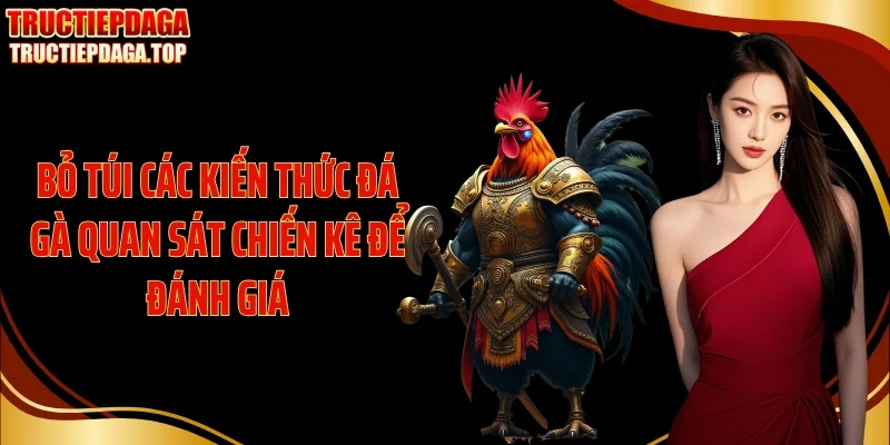 Bỏ túi các kiến thức đá gà quan sát chiến kê để đánh giá