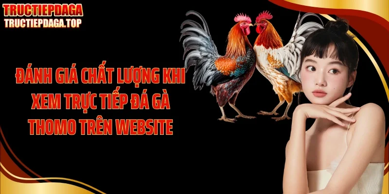 Đánh giá chất lượng khi xem trực tiếp đá gà thomo trên website