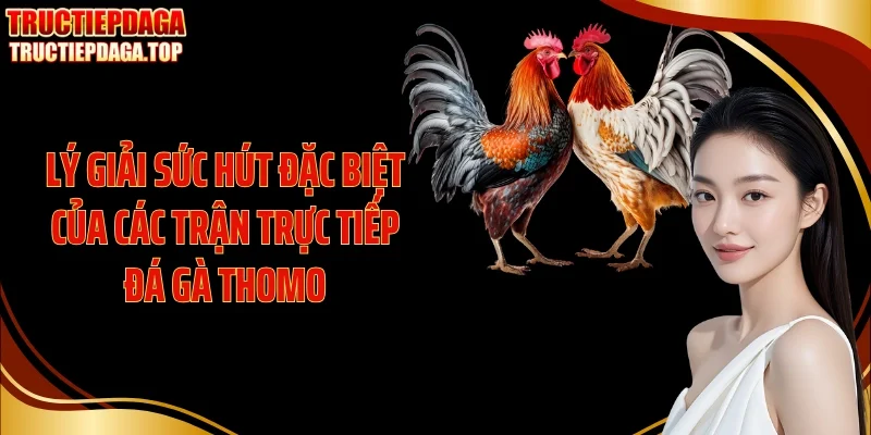 Lý giải sức hút đặc biệt của các trận trực tiếp đá gà Thomo