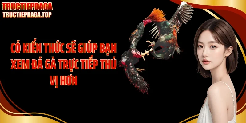 Có kiến thức sẽ giúp bạn xem đá gà trực tiếp thú vị hơn