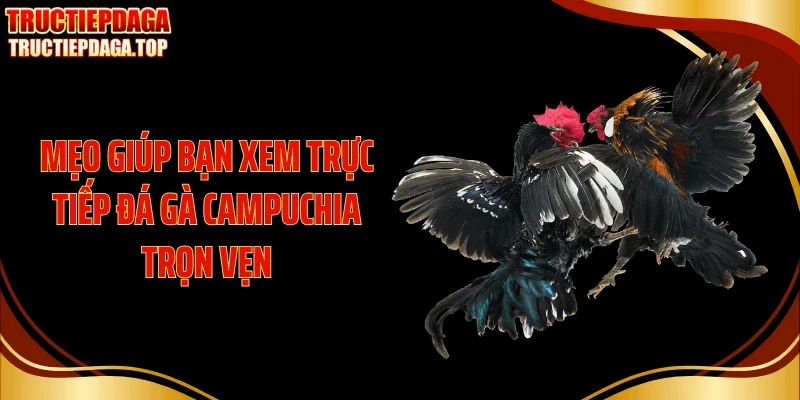 Mẹo giúp bạn xem trực tiếp đá gà Campuchia trọn vẹn