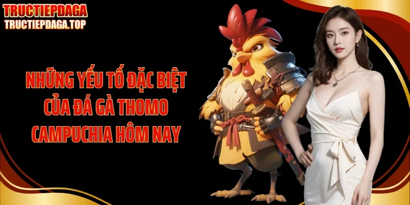 Những yếu tố đặc biệt của đá gà thomo Campuchia hôm nay