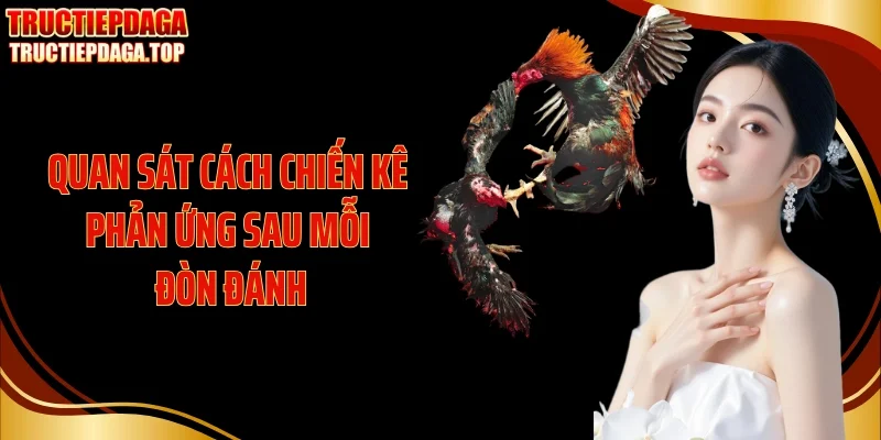 Quan sát cách chiến kê phản ứng sau mỗi đòn đánh