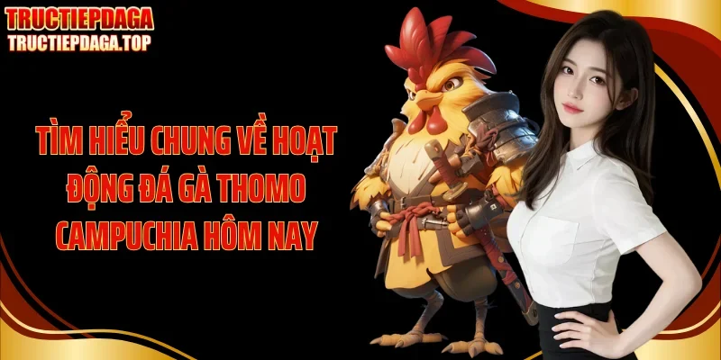 Tìm hiểu chung về hoạt động đá gà Thomo Campuchia hôm nay