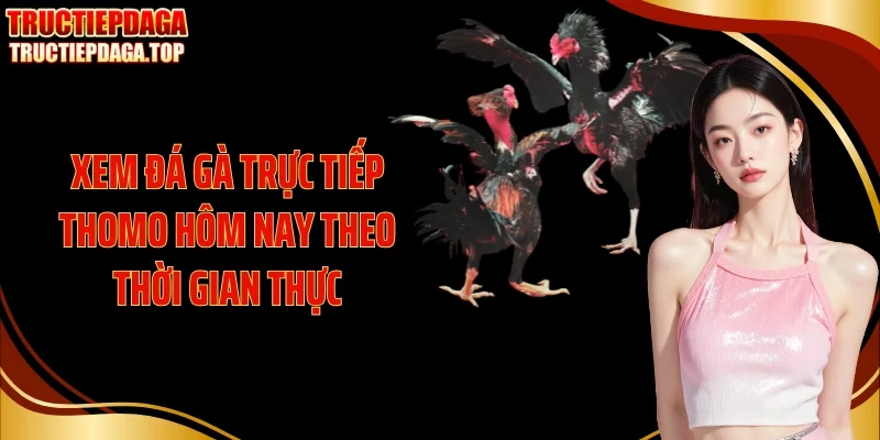 xem da ga truc tiep thomo hom nay theo thoi gian thuc Xem đá gà trực tiếp thomo hôm nay theo thời gian thực